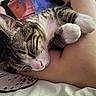 cat, tabby_cat, sleeping, sleepy, pet, animal, white_paws, striped_fur, whiskers, pink_nose, closeup, cuddling, affectionate, indoors, human_arm, cozy, relaxed, blanket, portrait, cute