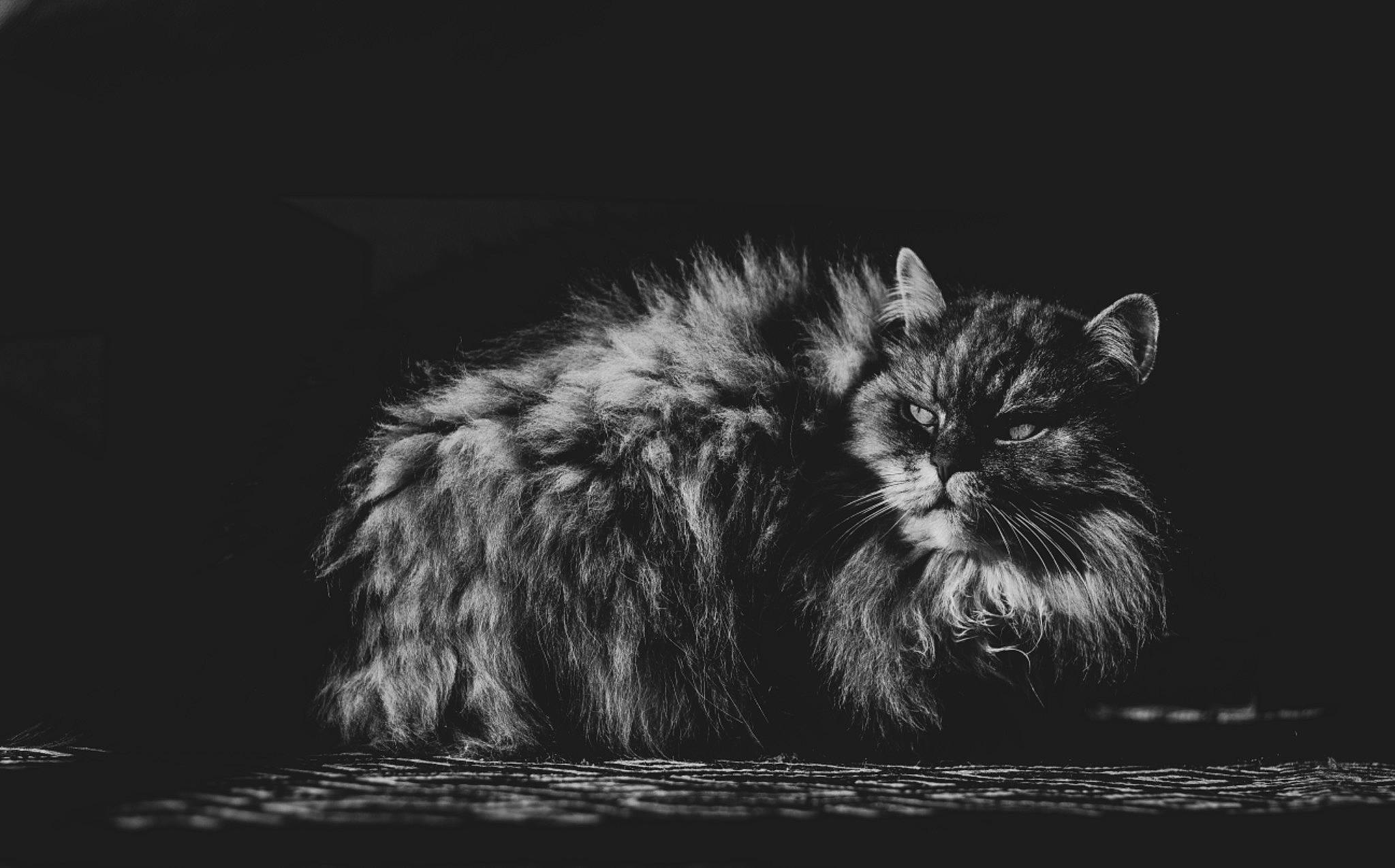 Babou participe au concours pour gagner de l'argent avec cette photo : carnivore, cat, darkness, eye, felidae, flash_photography, fur, grey, monochrome, monochrome_photography, night, small_to_medium_sized_cats, snout, still_life_photography, terrestrial_animal, whiskers, wildlife
