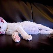 Panther joined the competition — help win amazing prizes! kitten, cat, white_cat, sleeping, resting, paw, pink_paw, fur, pet, animal, indoor, leather, black_background, cute, young_cat, feline, relaxed, laying_down, soft_fur, closeup