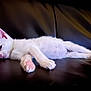 kitten, cat, white_cat, sleeping, resting, paw, pink_paw, fur, pet, animal, indoor, leather, black_background, cute, young_cat, feline, relaxed, laying_down, soft_fur, closeup