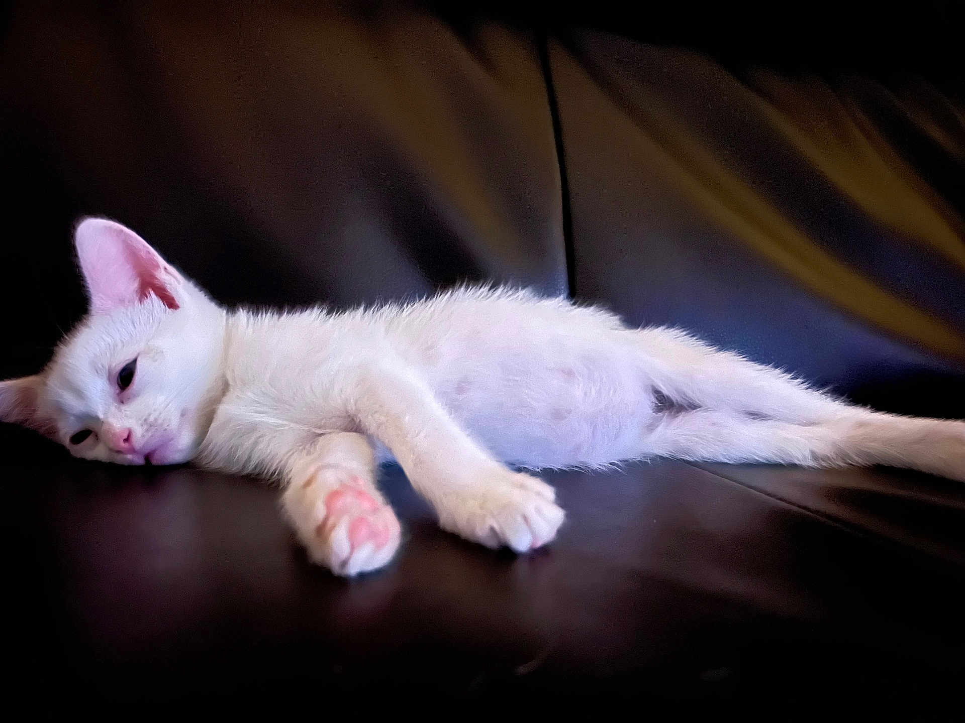 Panther joined the competition — help win amazing prizes! kitten, cat, white_cat, sleeping, resting, paw, pink_paw, fur, pet, animal, indoor, leather, black_background, cute, young_cat, feline, relaxed, laying_down, soft_fur, closeup