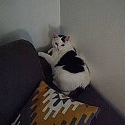 Félix a rejoint le concours — aidez-le/la à gagner de superbes lots ! animal, black_and_white, cat, corner, couch, cozy, curious, domestic, feline, furniture, home, indoor, living_room, looking_back, patterned_pillow, pet, pillow, resting, seated, wall