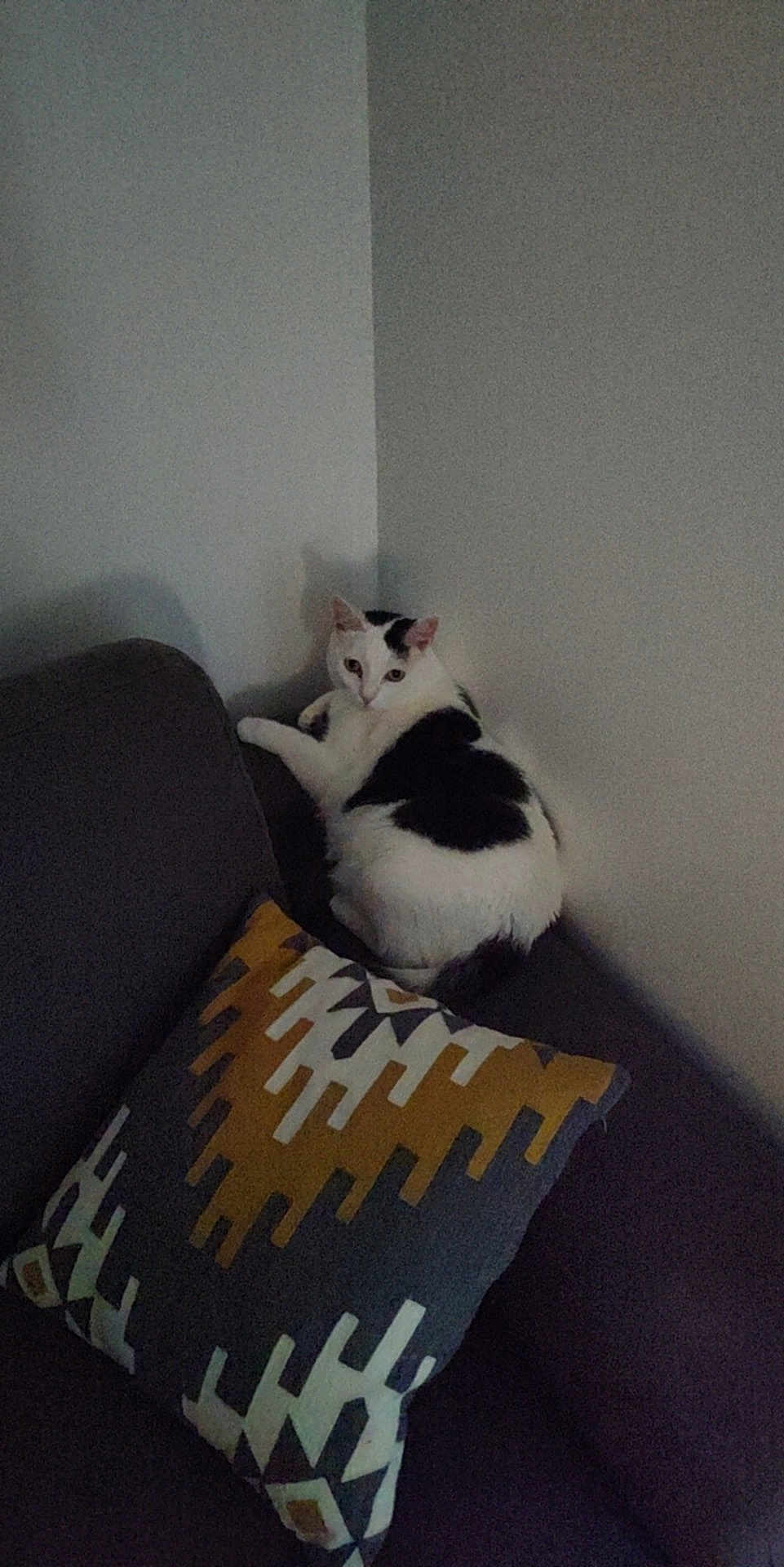 Félix