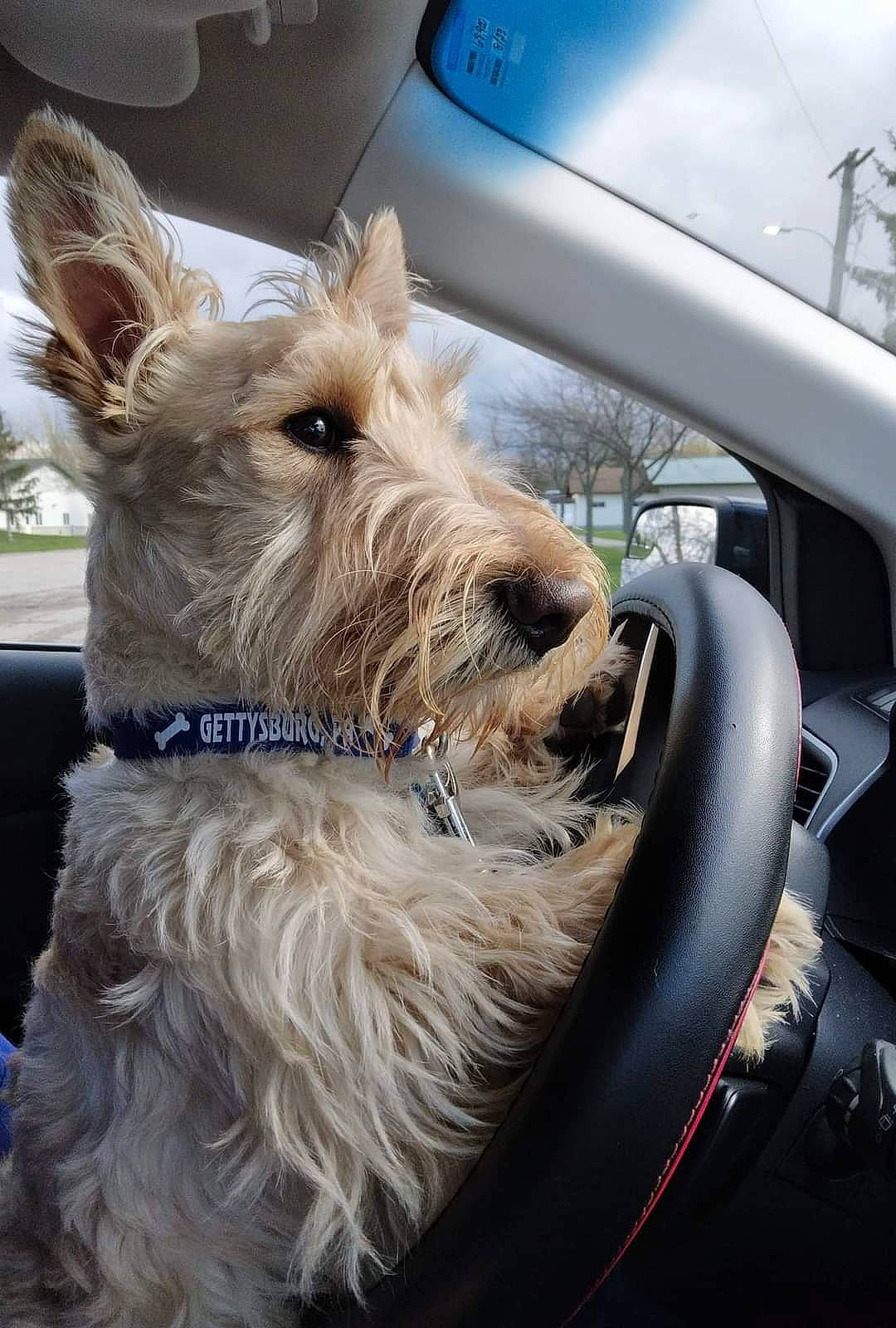 Johnny Walker is registered to the contest to win money with this photo: automotive_mirror, automotive_window_part, carnivore, cloud, collar, companion_dog, dog, dog_breed, dog_collar, dog_supply, fur, sky, small_terrier, snout, sporting_group, terrier, vehicle, windshield, working_animal