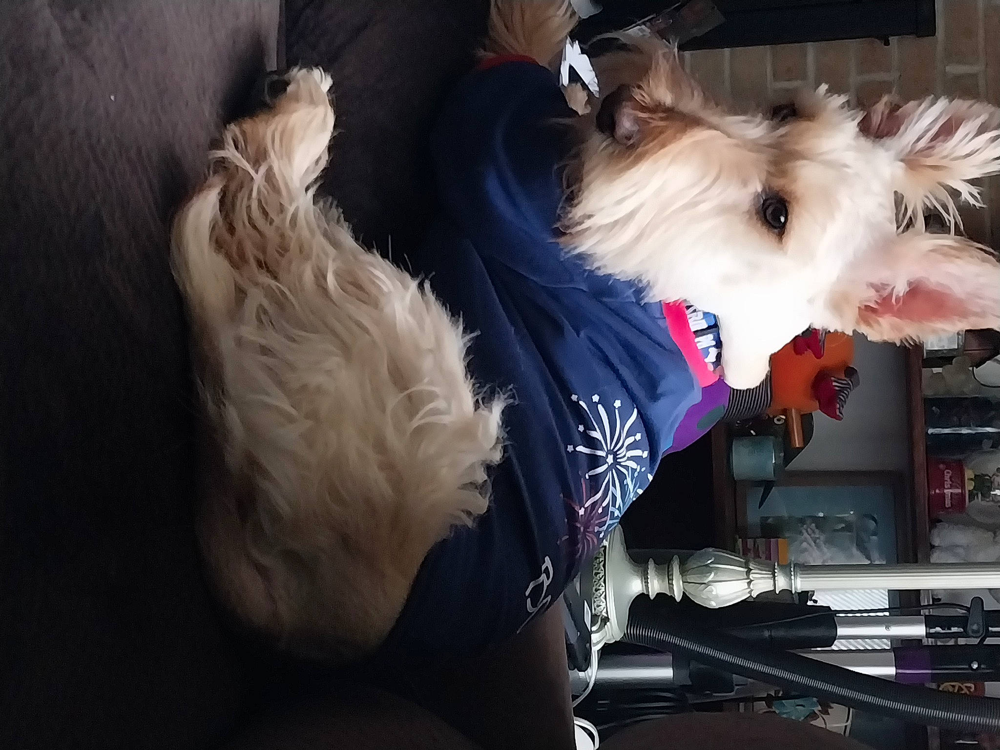 Johnny Walker joined the competition — help win amazing prizes! canidae, carnivore, chinese_crested_dog, collar, companion_dog, dog, dog_breed, dog_clothes, dog_supply, ear, fang, fawn, felidae, fur, small_terrier, snout, sporting_group, terrier, toy_dog, whiskers