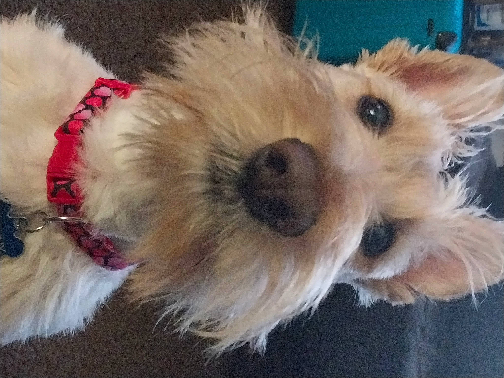 Johnny Walker is registered to the contest to win money with this photo: canidae, carnivore, collar, companion_dog, dog, dog_breed, dog_clothes, dog_collar, dog_supply, fawn, firefighter, fur, paw, pet_supply, small_terrier, snout, sporting_group, terrier, toy_dog, working_animal