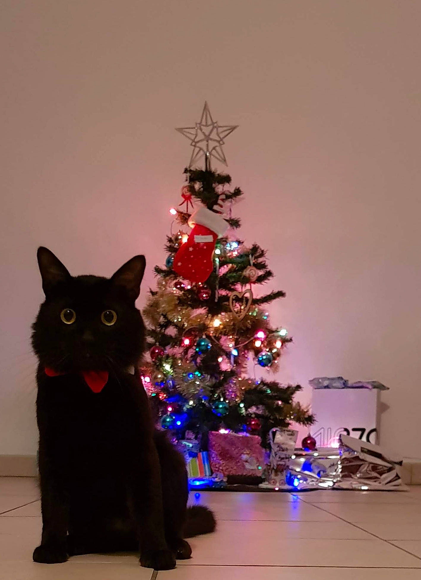 Castiel participe au concours pour gagner de l'argent avec cette photo : black_cat, carnivore, cat, christmas, christmas_decoration, christmas_eve, christmas_ornament, christmas_tree, event, felidae, fir, holiday, holiday_ornament, interior_design, plant, small_to_medium_sized_cats, spruce, tree, whiskers, woody_plant