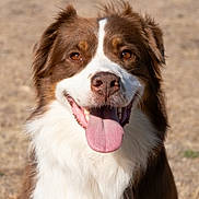 Sayan is registered to the contest to win money with this photo: dog, brown_and_white, border_collie, pet, animal, portrait, fluffy, long_hair, happy, smiling, open_mouth, tongue, eyes, nose, fur, outdoor, ground, close_up, sitting, friendly