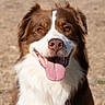 dog, brown_and_white, border_collie, pet, animal, portrait, fluffy, long_hair, happy, smiling, open_mouth, tongue, eyes, nose, fur, outdoor, ground, close_up, sitting, friendly
