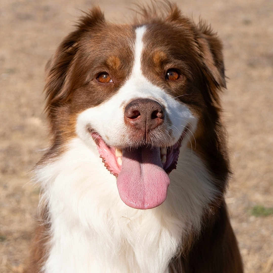 Sayan is registered to the contest to win money with this photo: dog, brown_and_white, border_collie, pet, animal, portrait, fluffy, long_hair, happy, smiling, open_mouth, tongue, eyes, nose, fur, outdoor, ground, close_up, sitting, friendly
