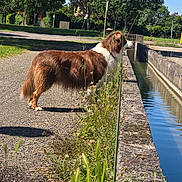 Sayan participe au concours pour gagner de l'argent avec cette photo : dog, canal, water, outdoor, sunny, blue_sky, trees, grass, plants, brown_and_white, long_hair, standing, profile, nature, pathway, concrete, reflection, summer, landscape, pet