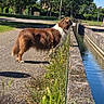 dog, canal, water, outdoor, sunny, blue_sky, trees, grass, plants, brown_and_white, long_hair, standing, profile, nature, pathway, concrete, reflection, summer, landscape, pet