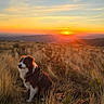 dog, border_collie, outdoors, mountains, sunset, sunrise, landscape, grass, wild_grass, hiking, adventure, nature, scenic, golden_hour, sky, clouds, hills, harness, standing, portrait