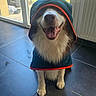 dog, border_collie, fluffy, hooded_cloak, costume, portrait, sitting, smiling, happy, tongue_out, pet, indoor, tile_floor, window, garden, sunlight, long_fur, black_and_white, cute, animal