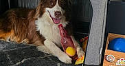 Sayan participe au concours pour gagner de l'argent avec cette photo : dog, australian_shepherd, pet, fluffy, brown_and_white, lying_down, sitting, happy, tongue_out, playpen, indoor, home, blanket, toy, bottle, ball, furniture, carpet, portrait, companion_animal