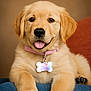 adorable, animal, canine, closeup, collar, companion, cute, dog, friendly, fur, golden_retriever, happy, indoor, paw, pet, portrait, puppy, tag, tongue_out, young