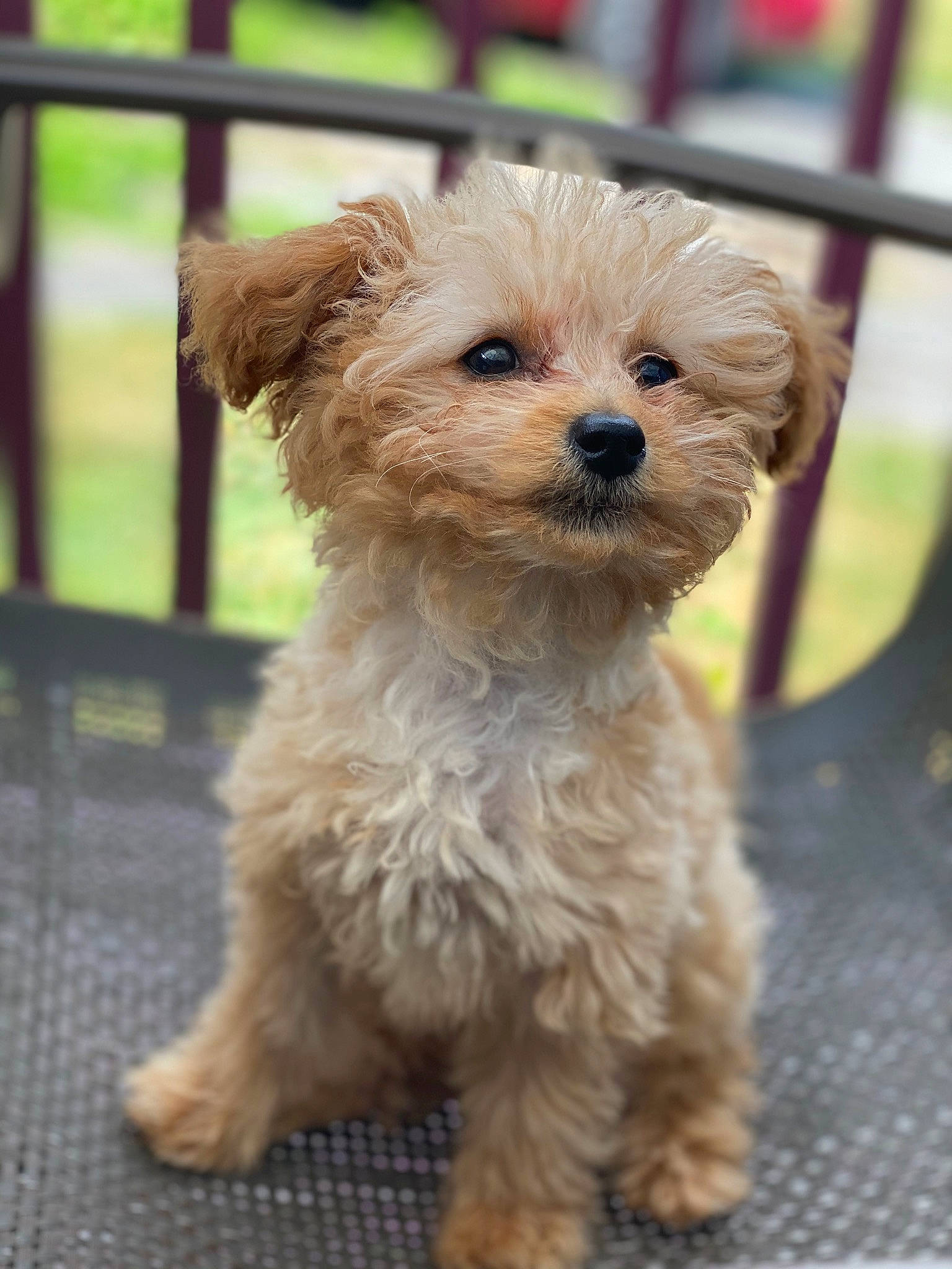 Ellie Belly is registered to the contest to win money with this photo: canidae, carnivore, cavapoo, companion_dog, dog, dog_breed, dutch_smoushond, havanese, maltepoo, mammal, miniature_poodle, morkie, poodle, poodle_crossbreed, puppy, schnoodle, shih_poo, toy_poodle, vertebrate, yorkipoo