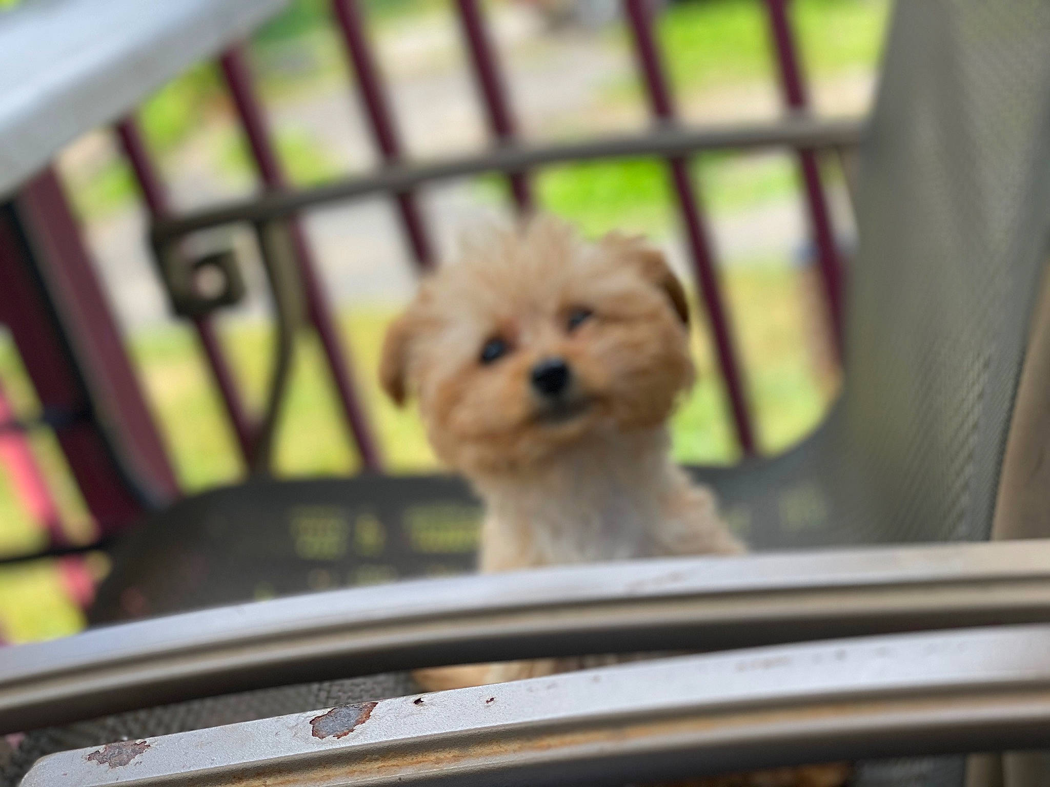 Ellie Belly joined the competition — help win amazing prizes! bichon, canidae, carnivore, cavachon, cockapoo, companion_dog, dog, dog_breed, havanese, maltepoo, maltese, mammal, morkie, poodle_crossbreed, puppy, rare_breed_dog, schnoodle, shih_tzu, toy_dog, toy_poodle