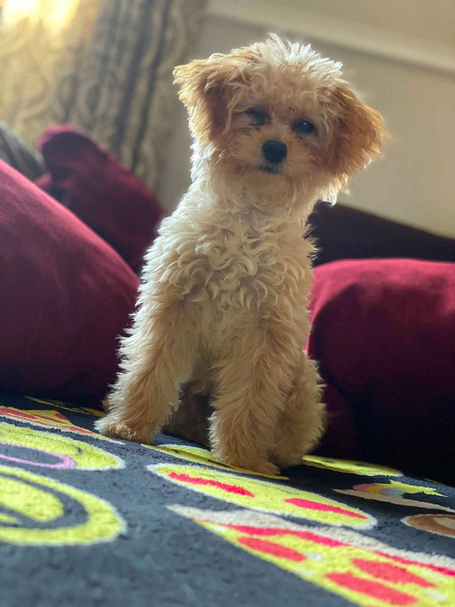 Ellie Belly joined the competition — help win amazing prizes! canidae, carnivore, cavachon, cavapoo, companion_dog, dog, dog_breed, maltepoo, mammal, miniature_poodle, morkie, poodle, poodle_crossbreed, puppy, schnoodle, snout, toy_dog, toy_poodle, vertebrate, yorkipoo