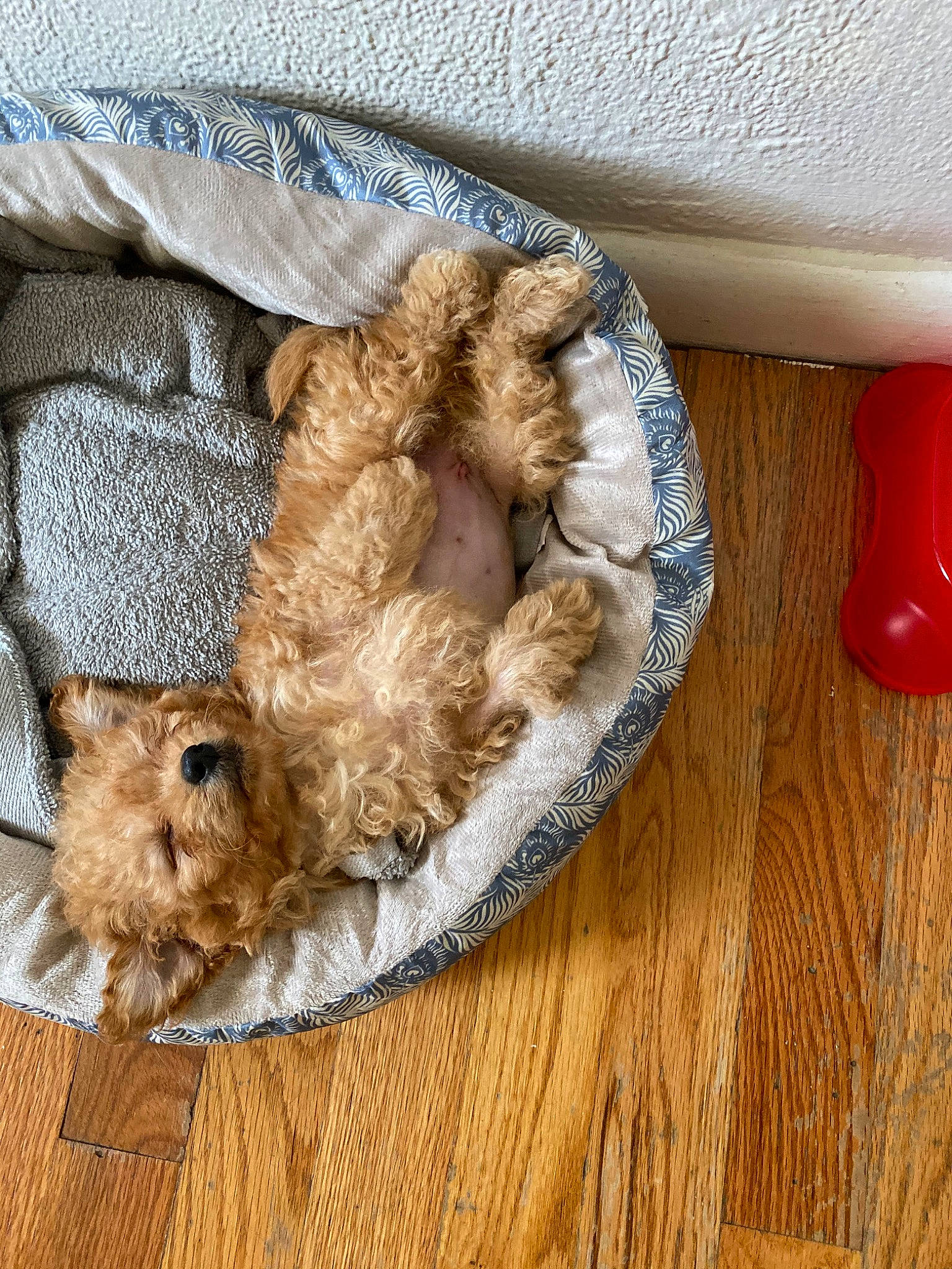 Ellie Belly joined the competition — help win amazing prizes! canidae, carnivore, cat, cavapoo, cockapoo, cuisine, dog, fawn, felidae, food, fur, goldendoodle, tableware, wood