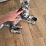 Gribouille a rejoint le concours — aidez-le/la à gagner de superbes lots ! kitten, cat, tabby, pet, animal, hand, wooden_floor, indoor, fur, whiskers, ears, paw, curious, alert, young, domestic_animal, cute, small, playing, touch
