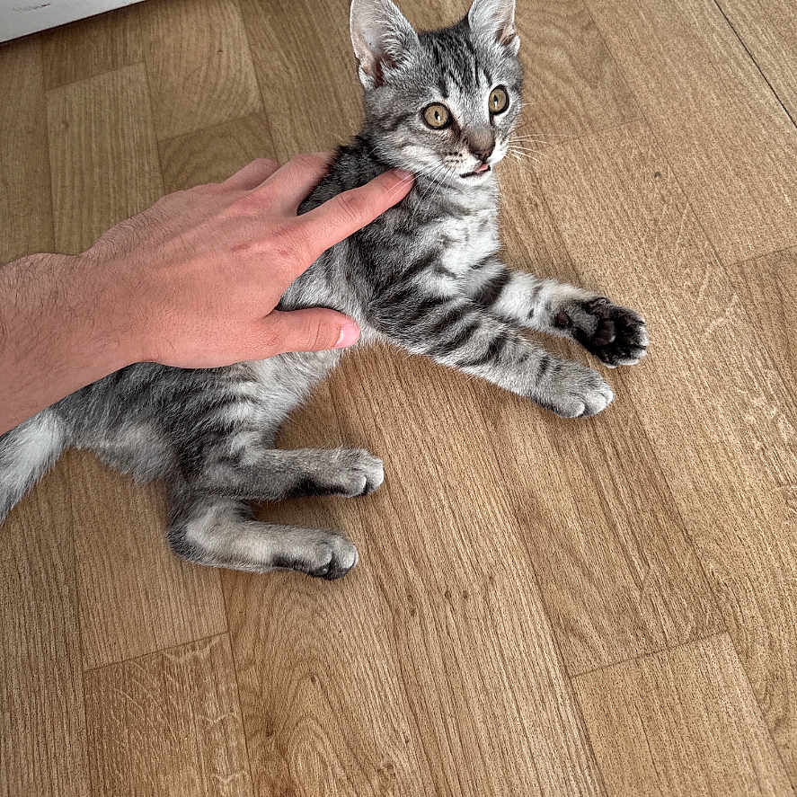 Gribouille a rejoint le concours — aidez-le/la à gagner de superbes lots ! alert, animal, cat, curious, cute, domestic_animal, ears, fur, hand, indoor, kitten, paw, pet, playing, small, tabby, touch, whiskers, wooden_floor, young