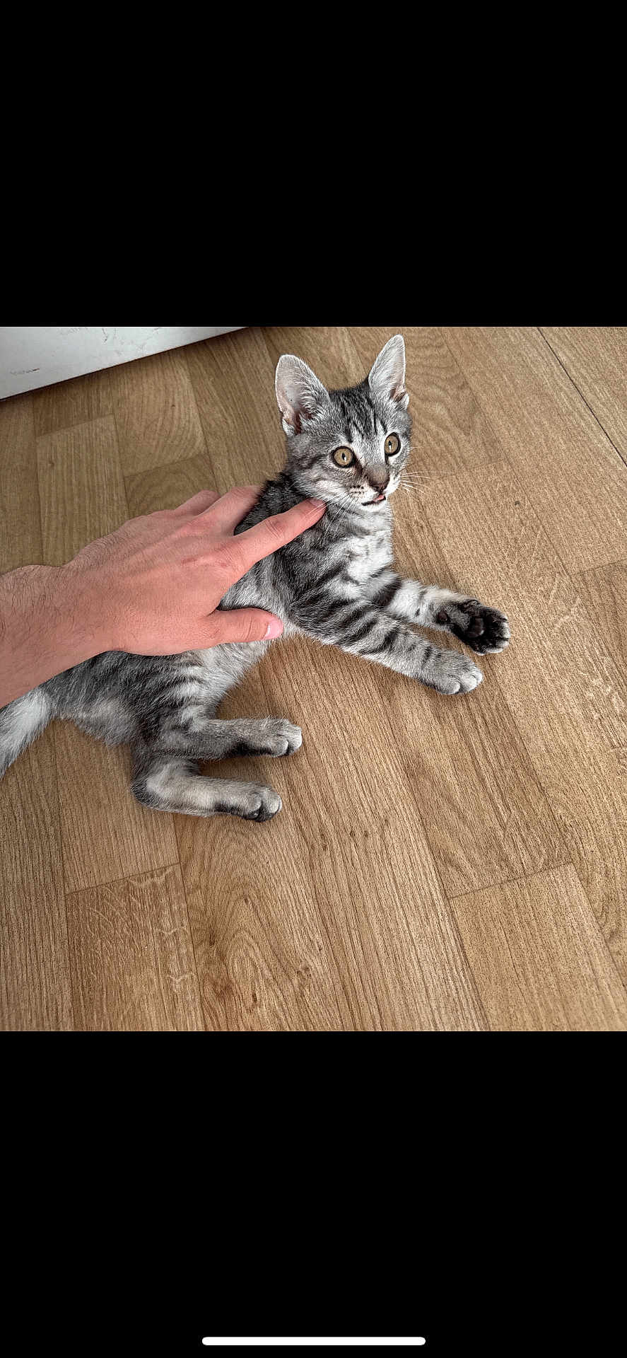 Gribouille a rejoint le concours — aidez-le/la à gagner de superbes lots ! kitten, cat, tabby, pet, animal, hand, wooden_floor, indoor, fur, whiskers, ears, paw, curious, alert, young, domestic_animal, cute, small, playing, touch