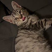 Gribouille a rejoint le concours — aidez-le/la à gagner de superbes lots ! cat, kitten, tabby, tongue_out, playful, lying_down, fur, whiskers, ears, pet, animal, cute, domestic_animal, striped, young, resting, face, closeup, indoor, feline