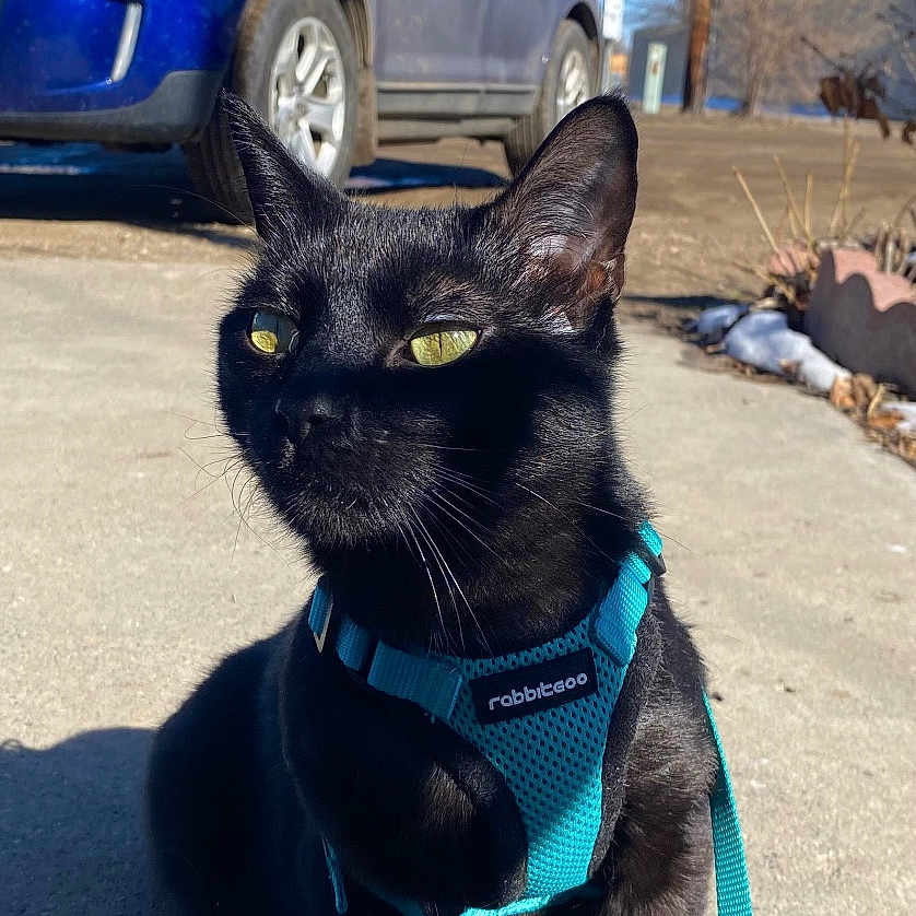 Mr.kitty