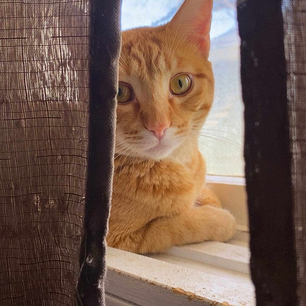 Pumpkin is registered to the contest to win money with this photo: abyssinian, animal, architecture, building, cat, countryside, curtain, ice, kitten, manx, nature, outdoors, pet, plywood, shelter, snow, straw, window, windowsill, wood