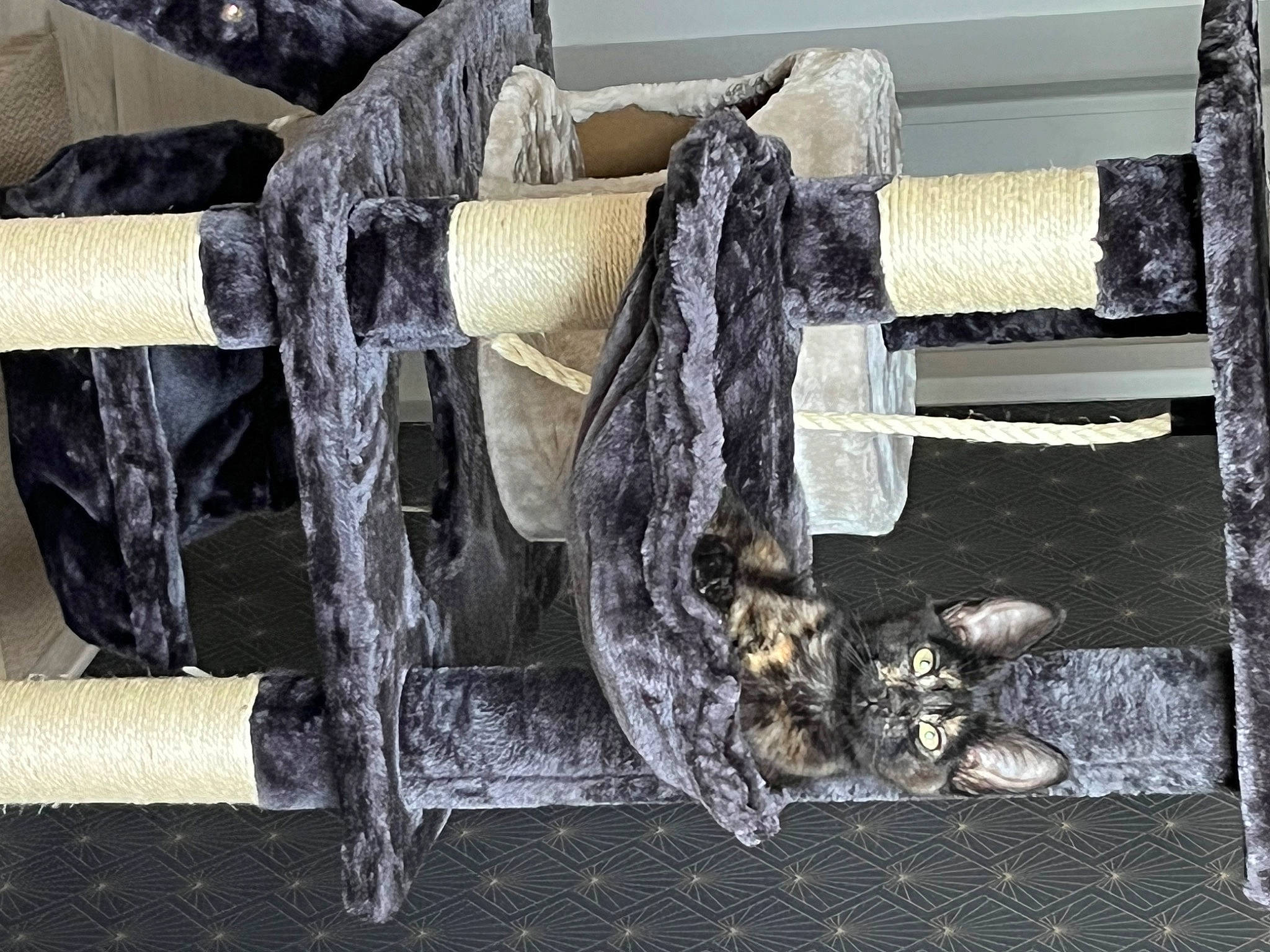 Shadow a rejoint le concours — aidez-le/la à gagner de superbes lots ! auto_part, composite_material, fiber, fur, metal, natural_material, rectangle, room, tree, trunk, wood, wool