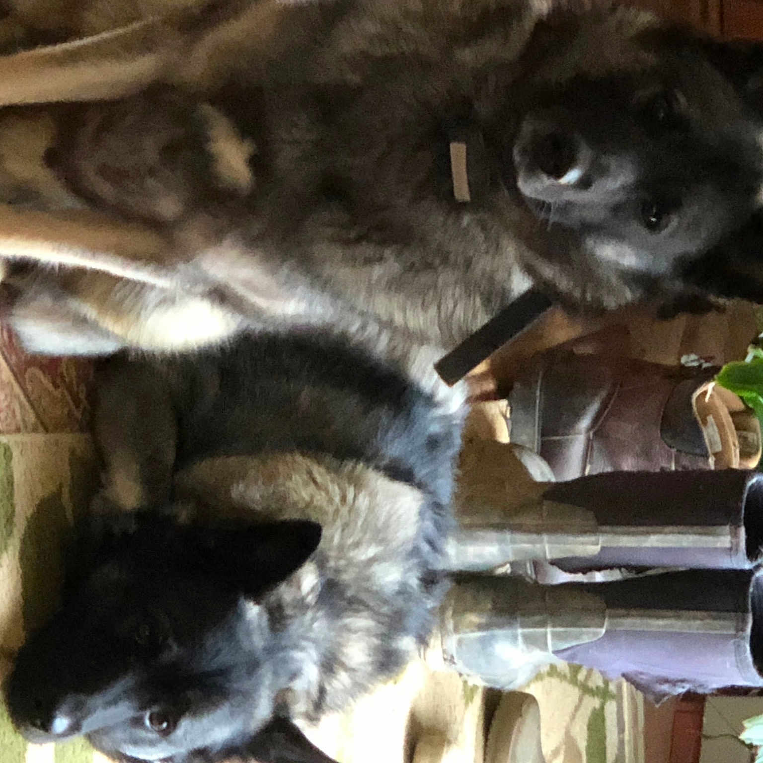 Dakota And Sarge