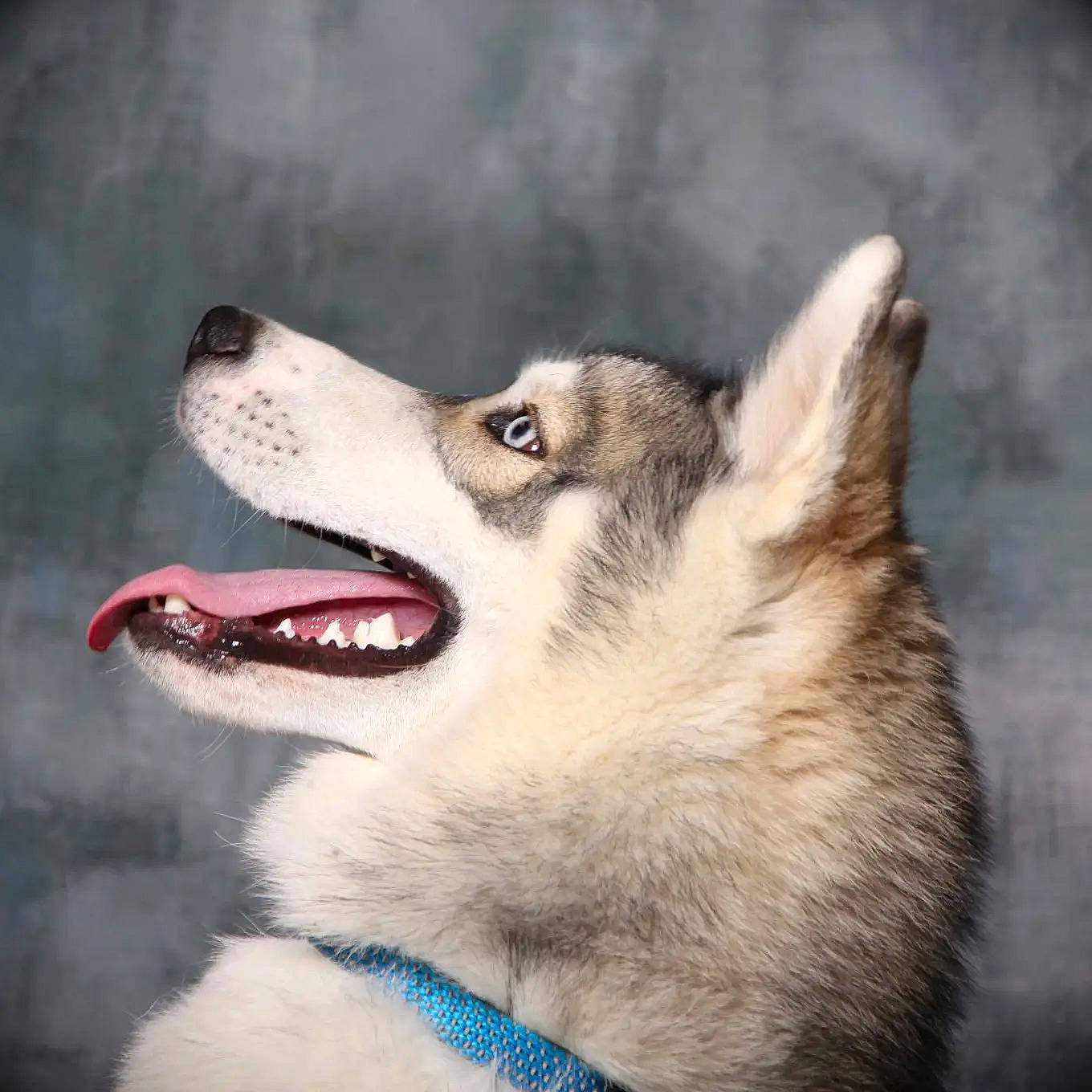 Sherkan a rejoint le concours — aidez-le/la à gagner de superbes lots ! canidae, carmine, carnivore, collar, companion_dog, dog, dog_breed, eyelash, fang, fur, happy, jaw, siberian_husky, sky, sled_dog, snout, whiskers, wildlife, wolf, working_dog