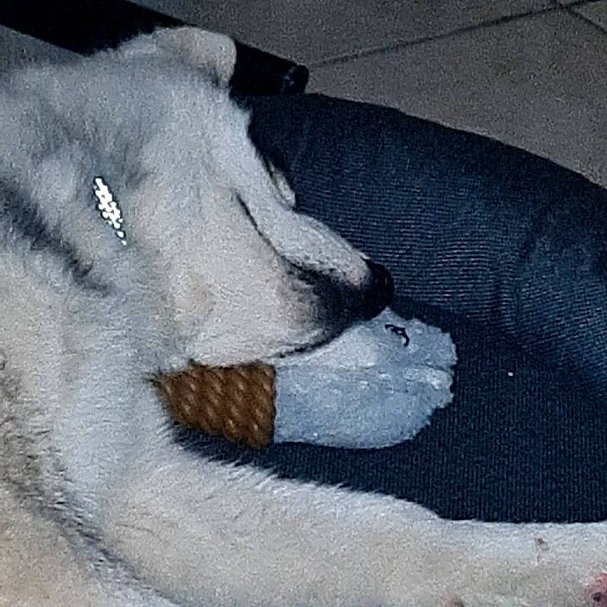 Sherkan participe au concours pour gagner de l'argent avec cette photo : art, canidae, canis, carnivore, claw, comfort, companion_dog, dog, dog_breed, fur, grey, ice_cap, nap, paw, siberian_husky, sporting_group, terrestrial_animal, whiskers, winter, wolf