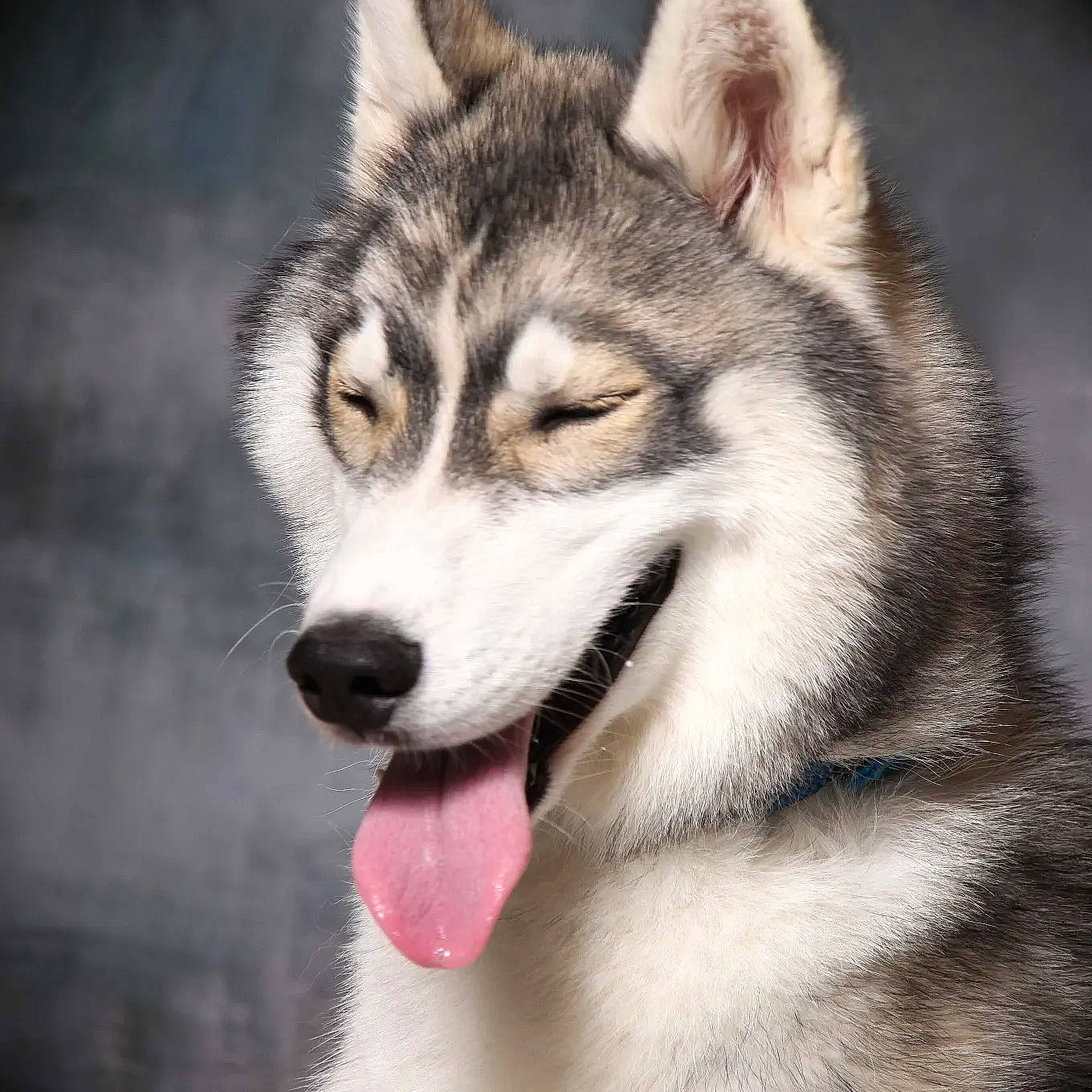 Sherkan participe au concours pour gagner de l'argent avec cette photo : art, canidae, carnivore, dog, dog_breed, eye, fur, hair, head, jaw, plant, siberian_husky, sled_dog, snout, tail, terrestrial_animal, whiskers, wildlife, window, wolf