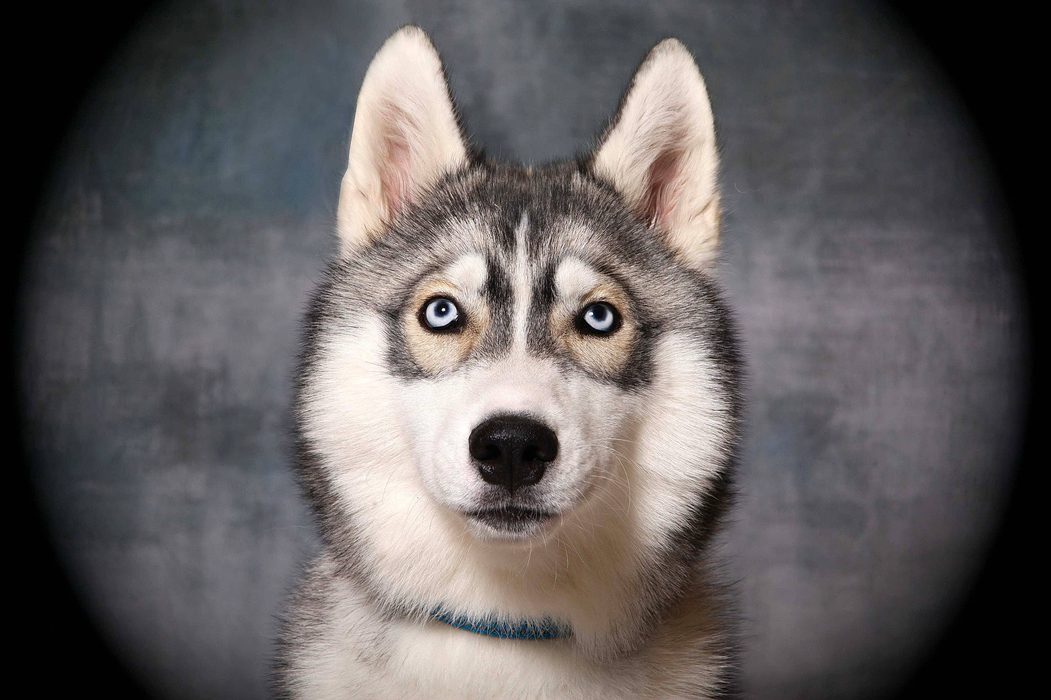 Sherkan a rejoint le concours — aidez-le/la à gagner de superbes lots ! art, canidae, canis, carnivore, dog, dog_breed, flash_photography, fur, grey, jaw, monochrome, monochrome_photography, organ, sled_dog, snout, symmetry, terrestrial_animal, whiskers, wildlife, wolf