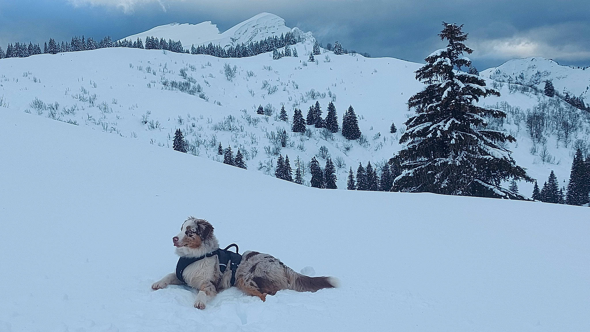 Wylson a rejoint le concours — aidez-le/la à gagner de superbes lots ! carnivore, cloud, dog, dog_breed, freezing, geological_phenomenon, glacial_landform, ice_cap, massif, mountain, mountain_range, playing_in_the_snow, recreation, sky, slope, snow, sporting_group, tail, tree, winter