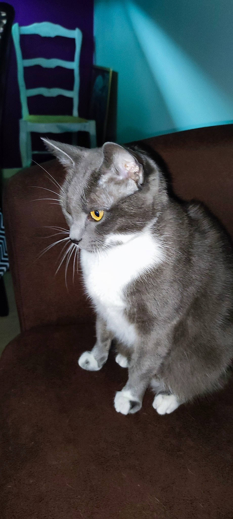 Bella participe au concours pour gagner de l'argent avec cette photo : carnivore, cat, claw, domestic_short_haired_cat, felidae, flooring, fur, grey, paw, sitting, small_to_medium_sized_cats, snout, tail, whiskers