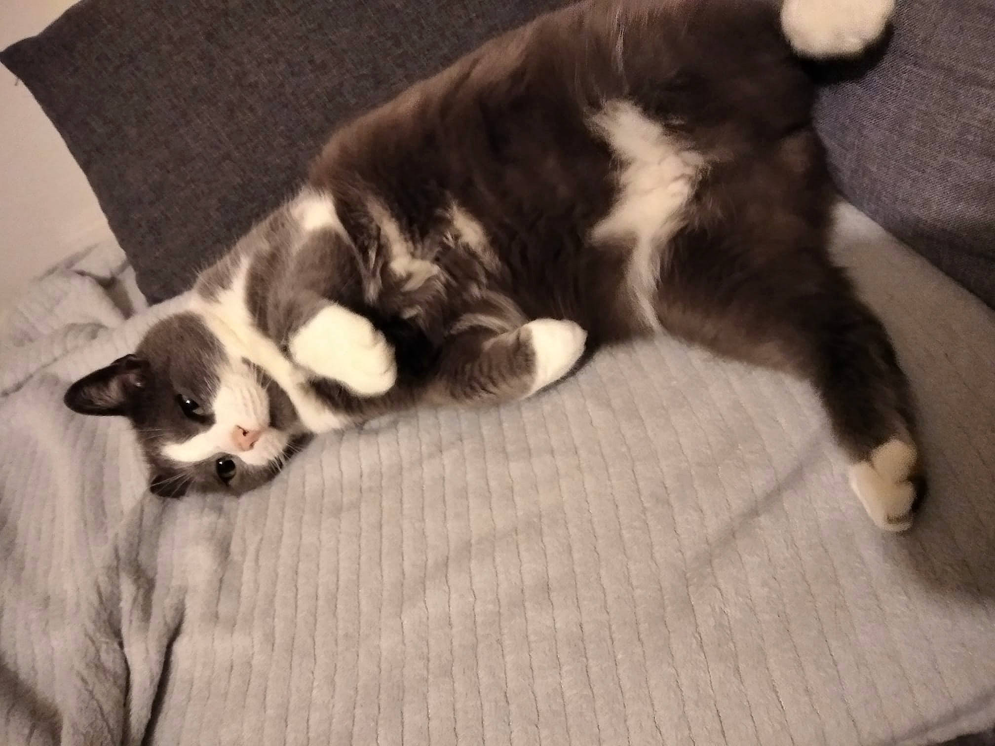 Pampam a rejoint le concours — aidez-le/la à gagner de superbes lots ! canidae, carnivore, cat, claw, comfort, companion_dog, dog_breed, domestic_short_haired_cat, felidae, flooring, fur, hardwood, nap, paw, small_to_medium_sized_cats, snout, sporting_group, tail, whiskers, wood