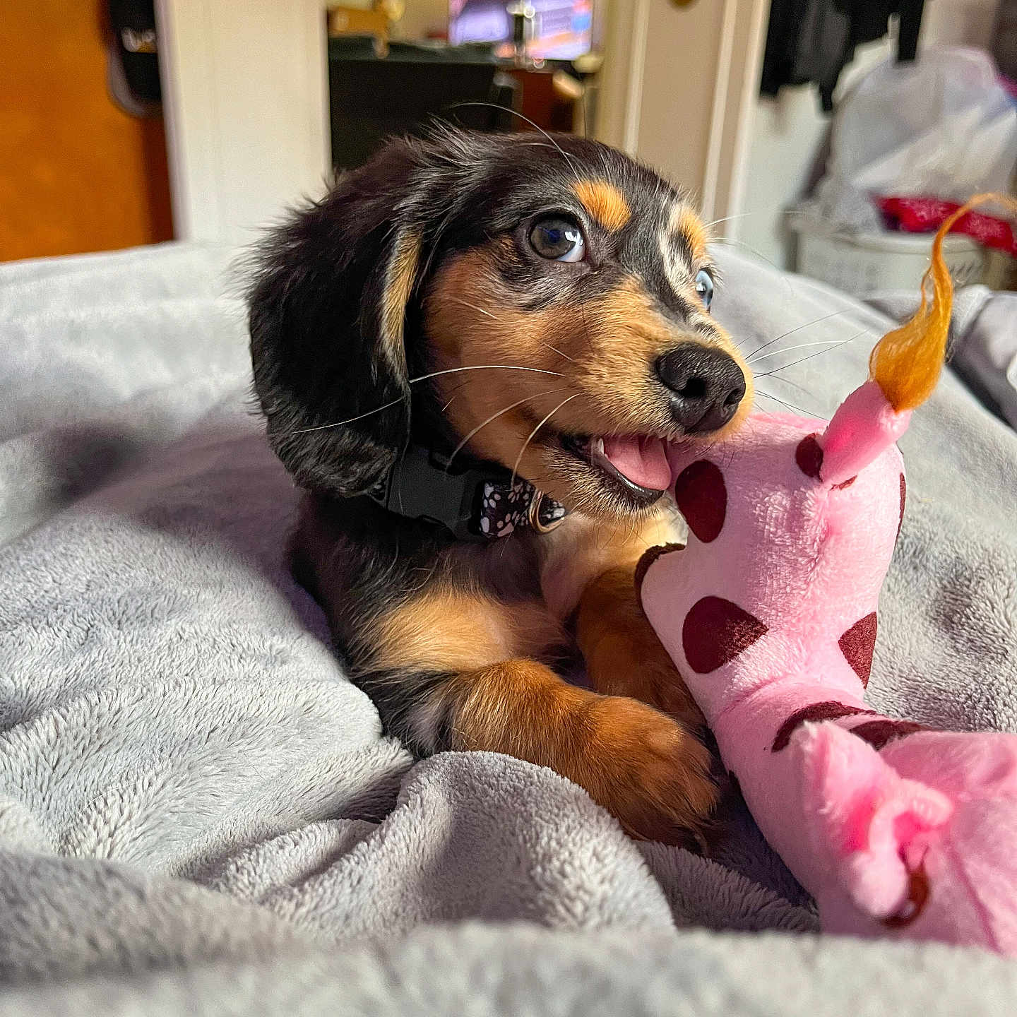Smores is registered to the contest to win money with this photo: animal, bed, bedroom, blanket, canine, cockerspaniel, computerhardware, dog, electronics, furniture, hardware, hound, indoors, monitor, pet, puppy, room, screen, terrier, tv