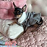 Bibi joined the competition — help win amazing prizes! animal, bedroom, blanket, canine, chihuahua, cozy, cute, decor, dog, furniture, indoor, pet_bed, pet_clothing, pillow, pink, quilt, resting, small_dog, soft_texture, text_overlay