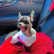 Bibi joined the competition — help win amazing prizes! animal, car_interior, chihuahua, clothing, companion, cute, dog, domestic_animal, door, fabric, fur, happy_dog, joyful, pet, red_blanket, seat, seatbelt, small_dog, sunlight, window