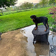 Grissom joined the competition — help win amazing prizes! animal, backyard, concrete, curious, dog, fence, flower_bush, grass, greenery, nature, outdoor, pet, puppy, reflection, rottweiler, sunset, table, tree, wicker, young_dog