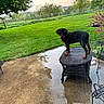 animal, backyard, concrete, curious, dog, fence, flower_bush, grass, greenery, nature, outdoor, pet, puppy, reflection, rottweiler, sunset, table, tree, wicker, young_dog