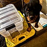 Grissom joined the competition — help win amazing prizes! animal, black, brown, canine, concrete_floor, container_lid, curious, dog, floor, food_container, indoor, kibble, pet, pet_food, plastic_bin, puppy, rottweiler, two_dogs, wooden_barrel, yellow_container