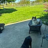 Trinity joined the competition — help win amazing prizes! animal, backyard, blue_sky, canine, concrete, daytime, dog, fence, grass, greenery, leisure, nature, outdoor, patio, pet, relaxation, shadows, sunny, tree, wicker_table
