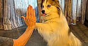 Trinity is registered to the contest to win money with this photo: animal, brown_and_white, companion, curtains, cute, dog, domestic, friendly, fur, furry, hand, high_five, indoor, interaction, mammal, person, pet, playful, tile_floor, tongue_out