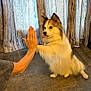 dog, high_five, indoor, curtains, tile_floor, person, hand, fur, playful, tongue_out, pet, animal, cute, interaction, mammal, companion, friendly, domestic, furry, brown_and_white