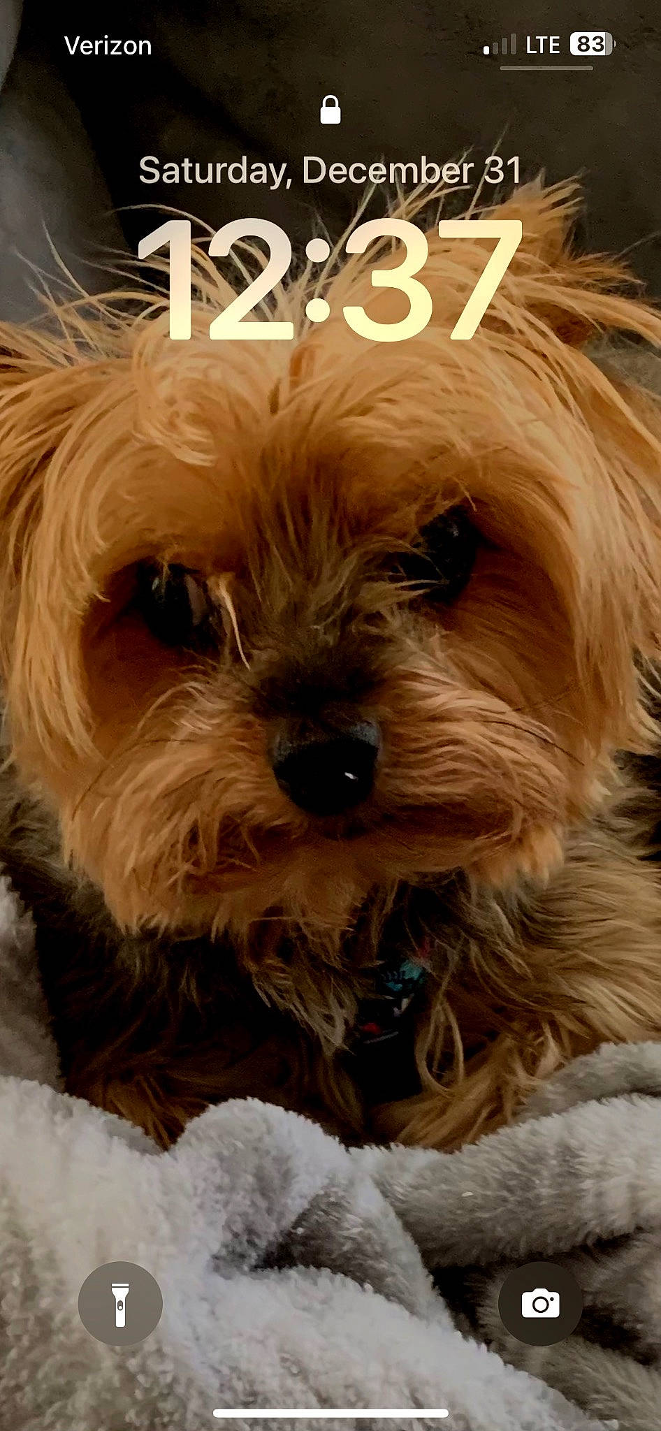 Lola Maxine joined the competition — help win amazing prizes! biewer_terrier, canidae, carnivore, companion_dog, dog, dog_breed, fur, liver, maltepoo, non_sporting_group, small_terrier, snout, sporting_group, terrestrial_animal, terrier, toy_dog, water_dog, working_animal, yorkipoo