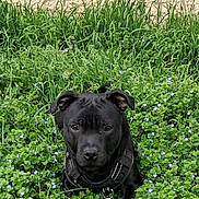 Asko participe au concours pour gagner de l'argent avec cette photo : dog, black_dog, puppy, harness, grass, small_flowers, groundcover, stone_wall, outdoor, closeup, portrait, greenery, nature, sitting, ears, eyes, nose, cute, calm, texture